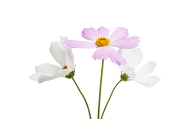 Obraz premium kosmeya flower isolated
