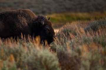Bison on the range, Hayden Valley, Yellowstone National Park