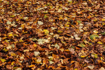 coloured autumn leaves
