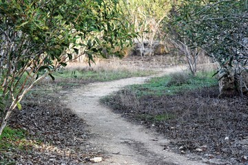 Cyprus spring forest 