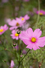 Cosmos flowers