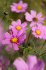 Cosmos flowers