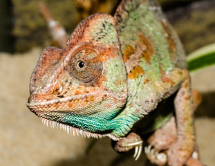 adult large color chameleon closeup