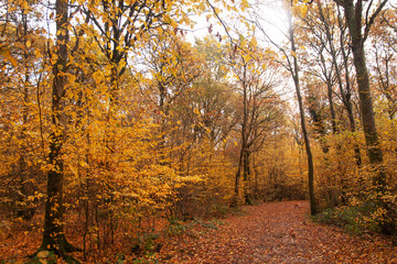 Path carpeted in fall colors