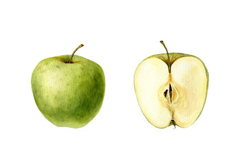 watercolor drawing apple