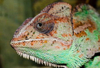 head of an adult large color chameleon close up