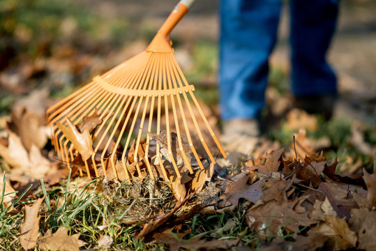Man sweeping leaves with orange rake on the lawn, close-up view with no face