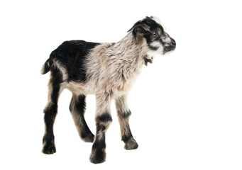 baby goat