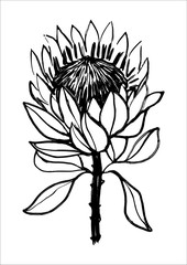 Ink hand drawn protea flower illustration Black and white graphics