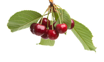 sweet cherries isolated