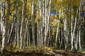 Fototapeta premium trees in the forest