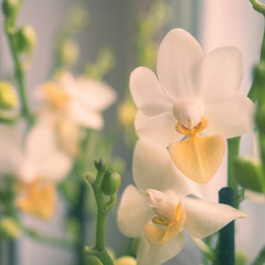 Phalaenopsis orchids. Beautiful varietal rare orchid. Beautiful indoor flowers close-up.