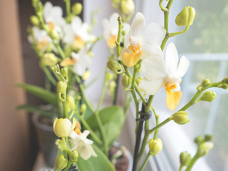 Obraz premium Phalaenopsis orchids. Beautiful varietal rare orchid. Beautiful indoor flowers close-up.