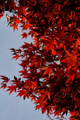 red leaves
