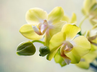 Phalaenopsis orchids. Beautiful varietal rare orchid. Beautiful indoor flowers close-up.