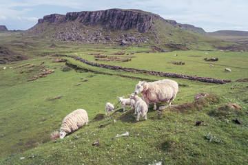 Sheep grazing near Brothers Point, Isle of Skye, Highlands, Scotland