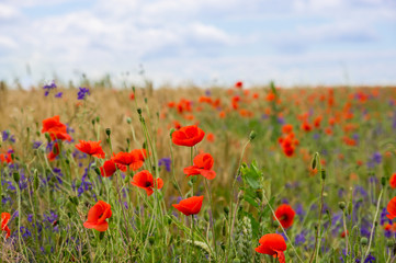 Red poppies grow in the field