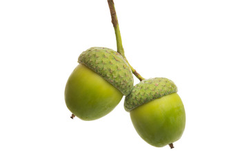 green acorn isolated