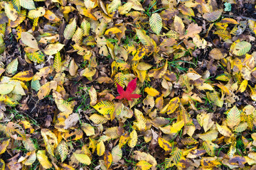 Autumn leaves
