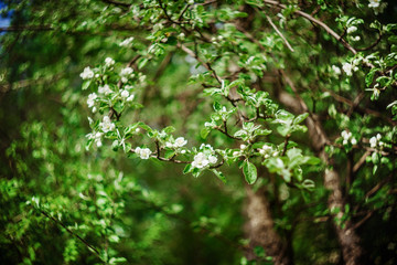 Blooming Apple tree. Branch with flowers. Flowering tree.