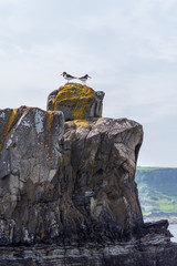 A pair of oystercatcher near Brother's Point on the Isle of Skye, Highlands, Scotland
