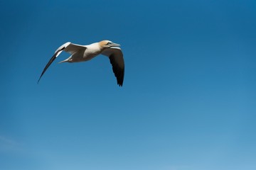 Gannet seagull flying in the blue sky - fou de bassan