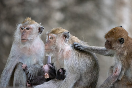 Exotic asian animals. Cute monkeys family.
