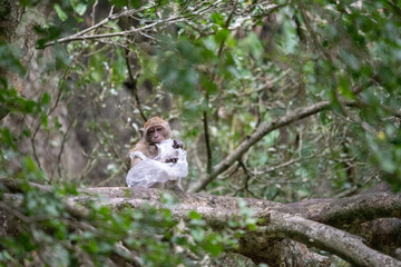 Monkey is trapped in a plastic bag.