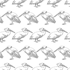 Seamless background of sketches of pelicans