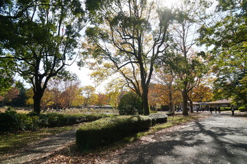秋の公園