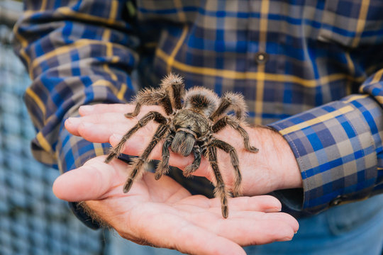 Eine Vogelspinne sitzt auf einer Hand