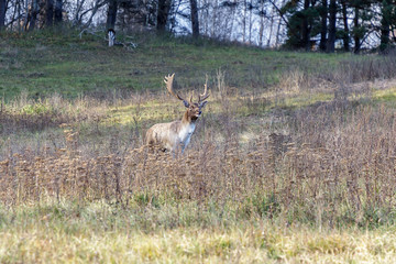 beautiful doe grazing in a green meadow