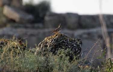 Obraz premium Cyprus spring forest 