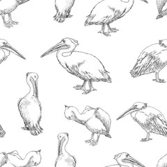 Seamless pattern of sketches of pelicans