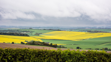 Rapeseed fields in Dorset, England