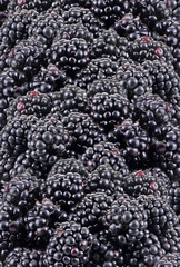 BOWL OF BLACKBERRIES
