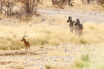 Zebras und Kud treffen aufeinander