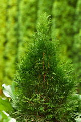 Sapling of western emerald thuja, young plant on the background of green natural hedge of grown trees, vertical, closeup. Landscape design and gardening concept
