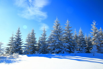 Winter landscape, spruce forest covered with snow