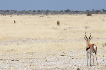 Springbock beobachtet Löwinnen
