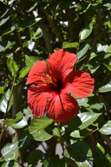 Flores Vermelhas red flores 1