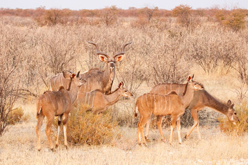 Kudu-Herde