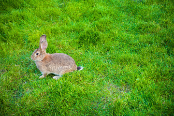 One rabbit eats grass in the garden.
