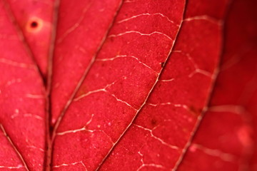 red leaves