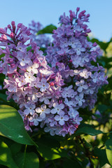 Brush white terry lilac with leaves against the background of the spring sky