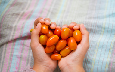 High angle view of female hands full with red tomatoes on her lap.