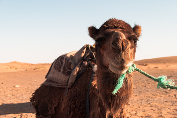 Sahara with camels
