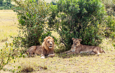 Lions in the jungle of Kenya in Africa