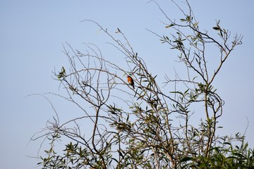Cyprus spring forest 