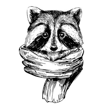 Sketch Of Racoon With Scarf. Hand Drawn Illustration Converted To Vector